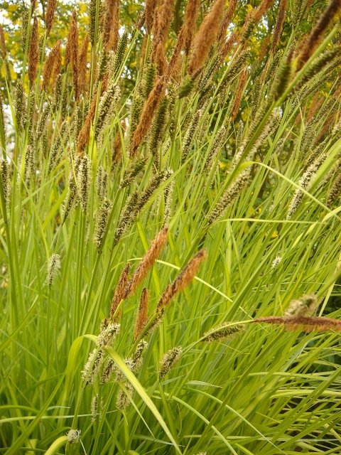 Carex elata 'Aurea'